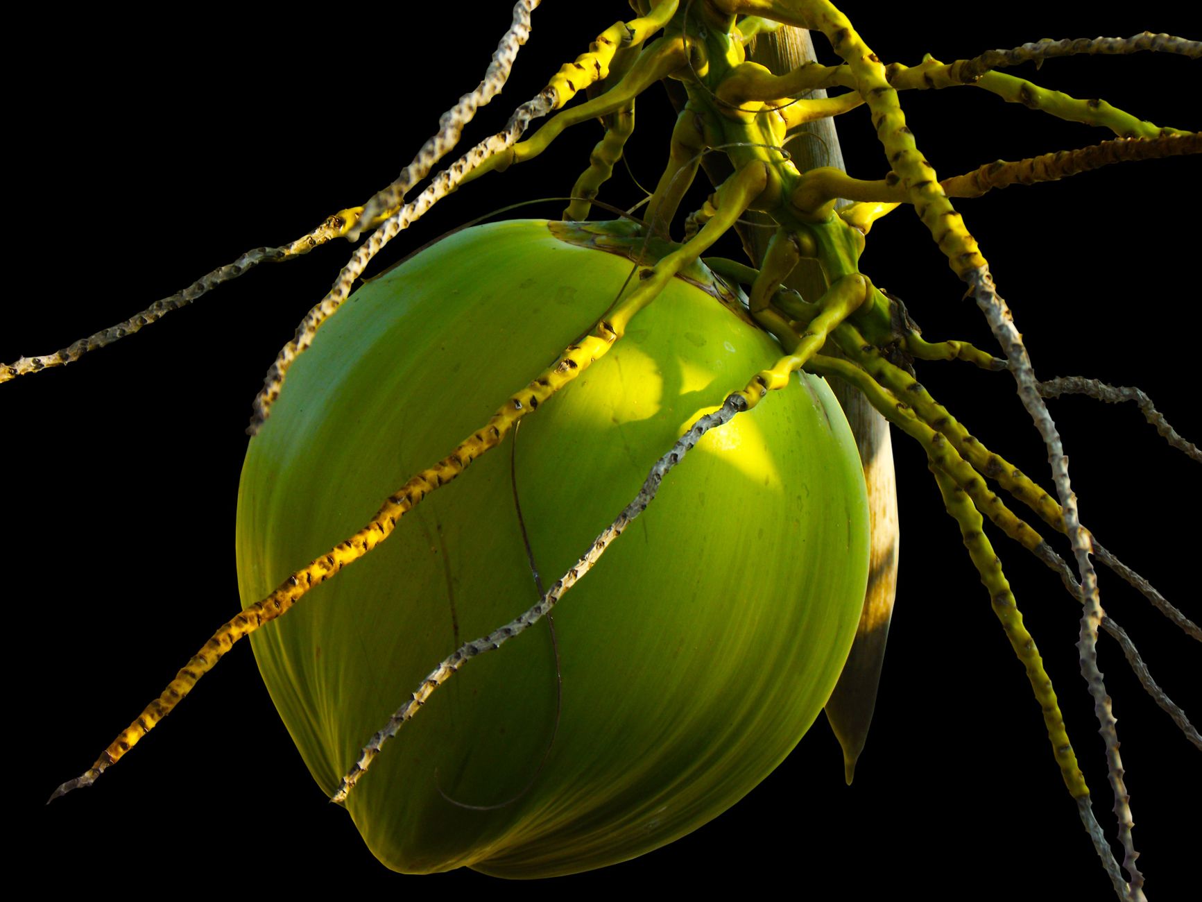Starostlivosť o Cocos nucifera v interiéri