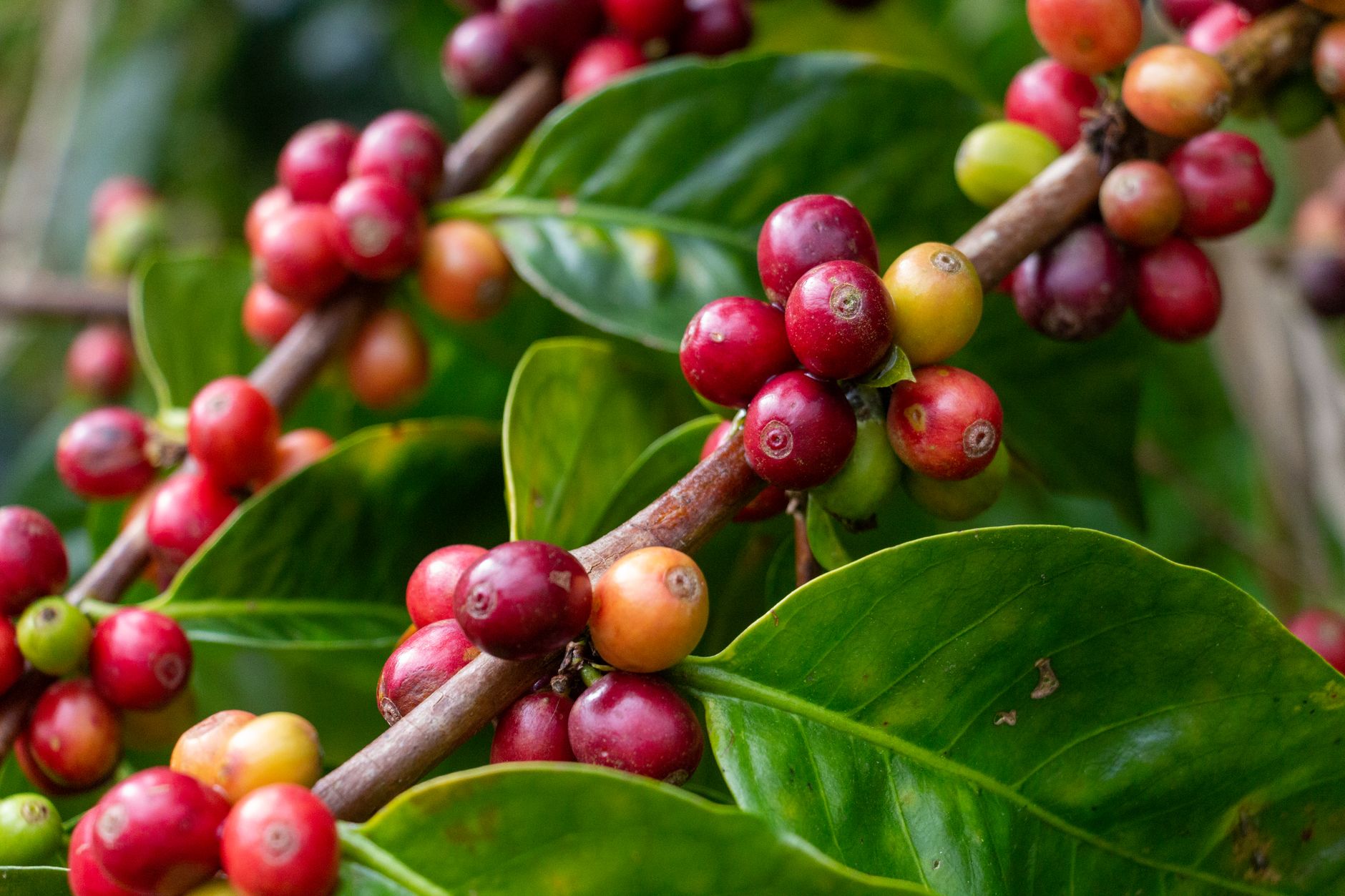 Coffea arabica s lesklými tmavozelenými listami v kvetináči