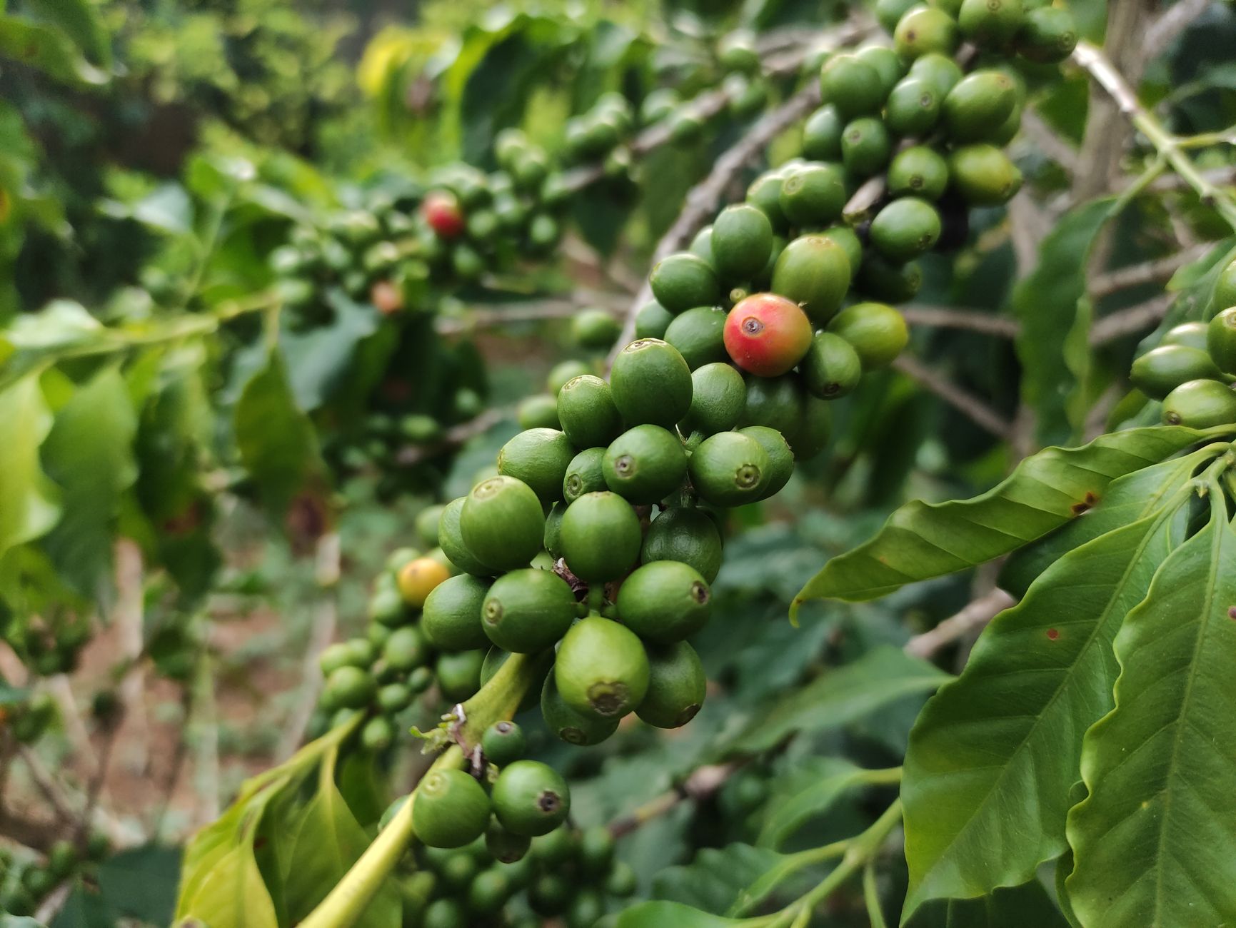Starostlivosť o Coffea arabica v byte na svetlom stanovišti