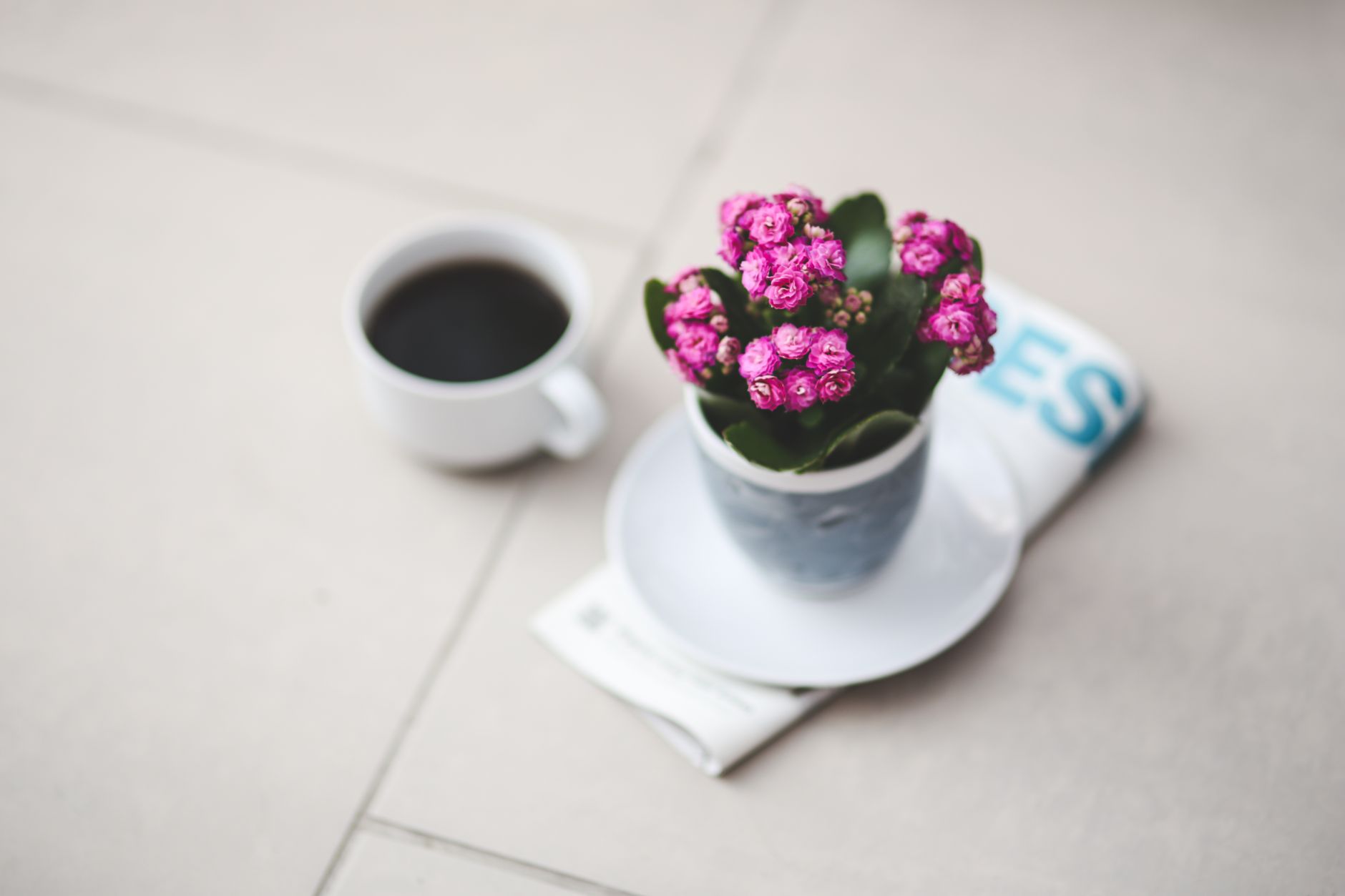 Detail listov rastliny Coffea arabica