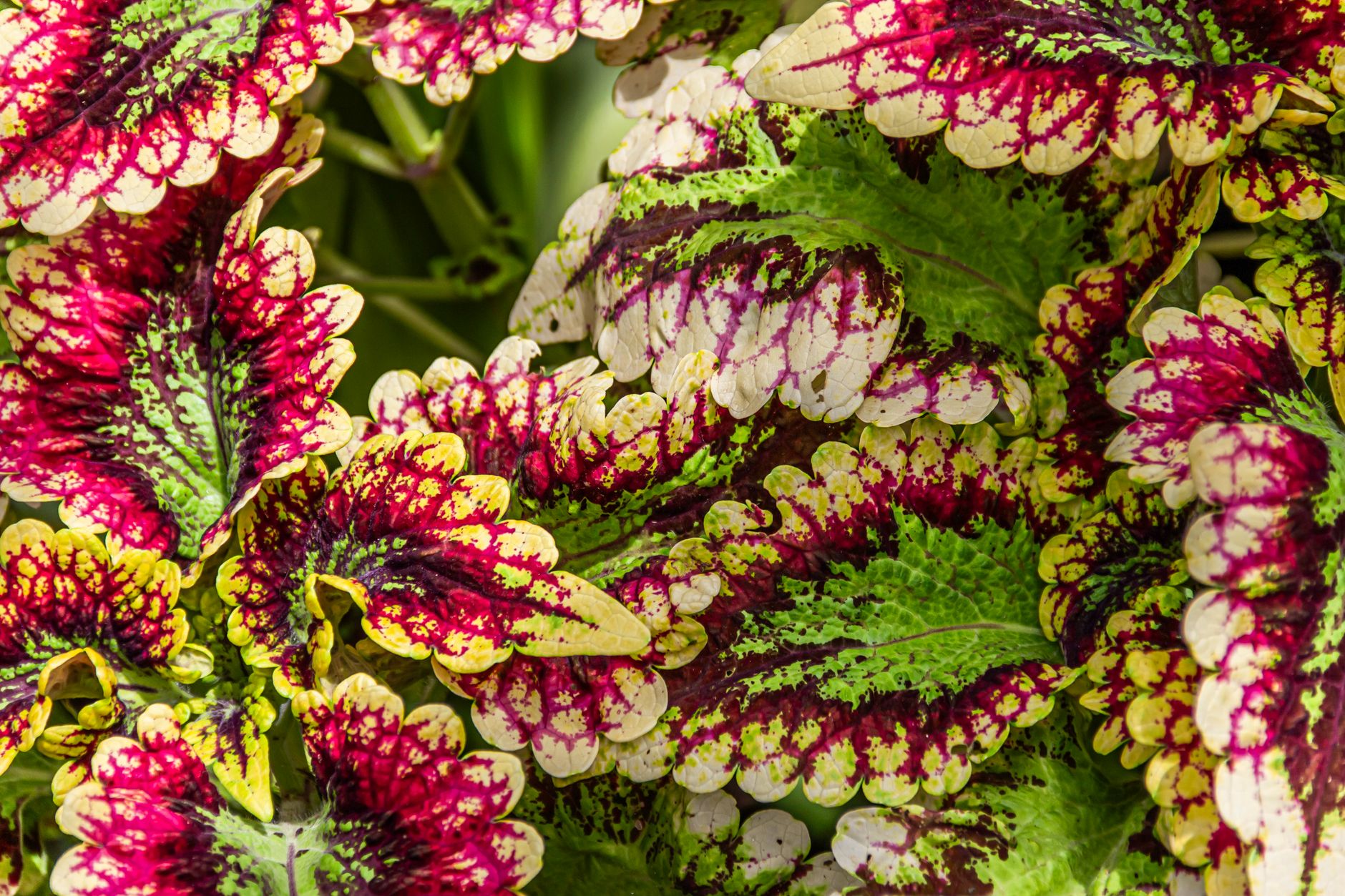 Detail farebných listov Coleus blumei