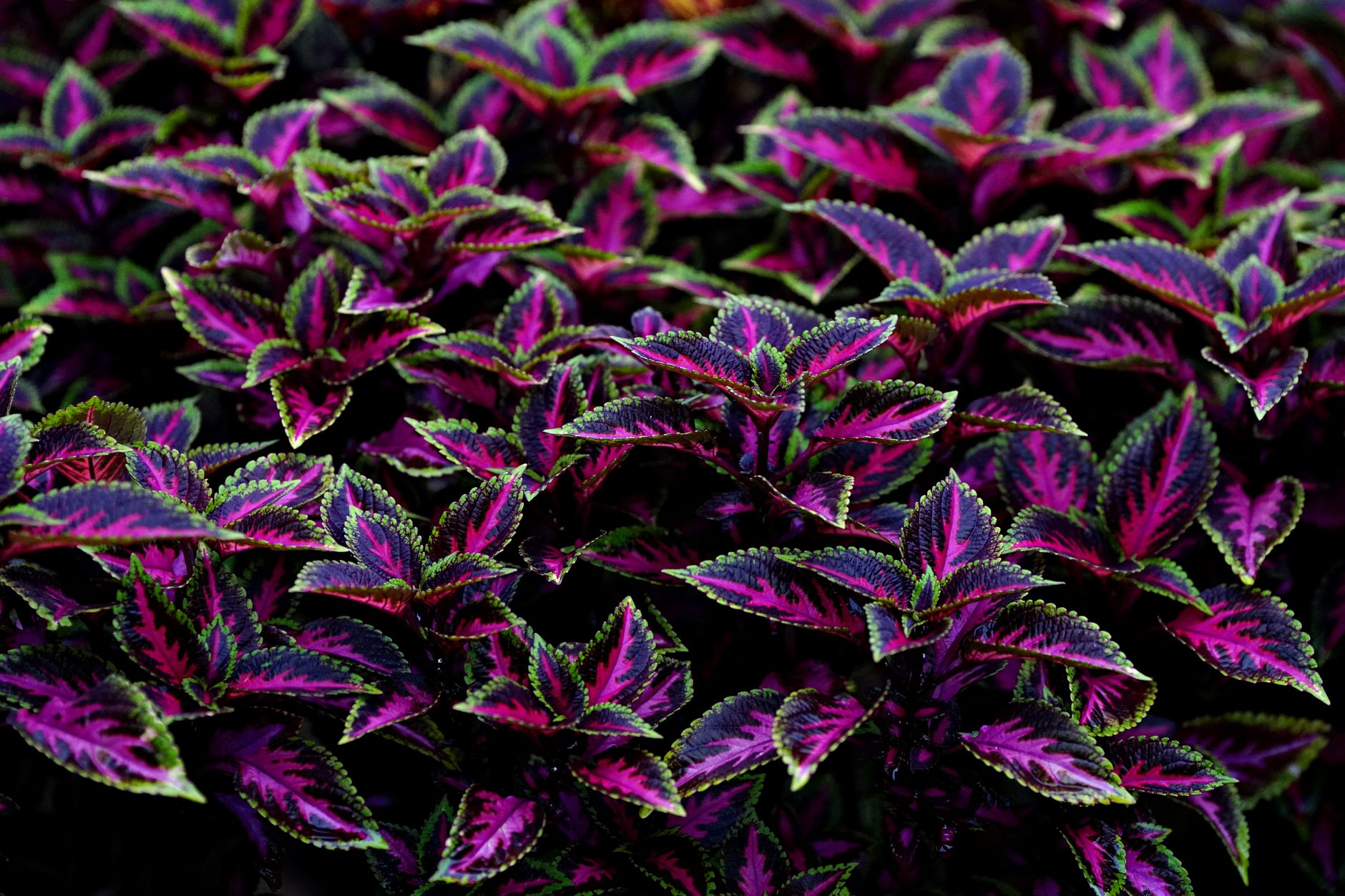 Detail listov rastliny Coleus scutellarioides