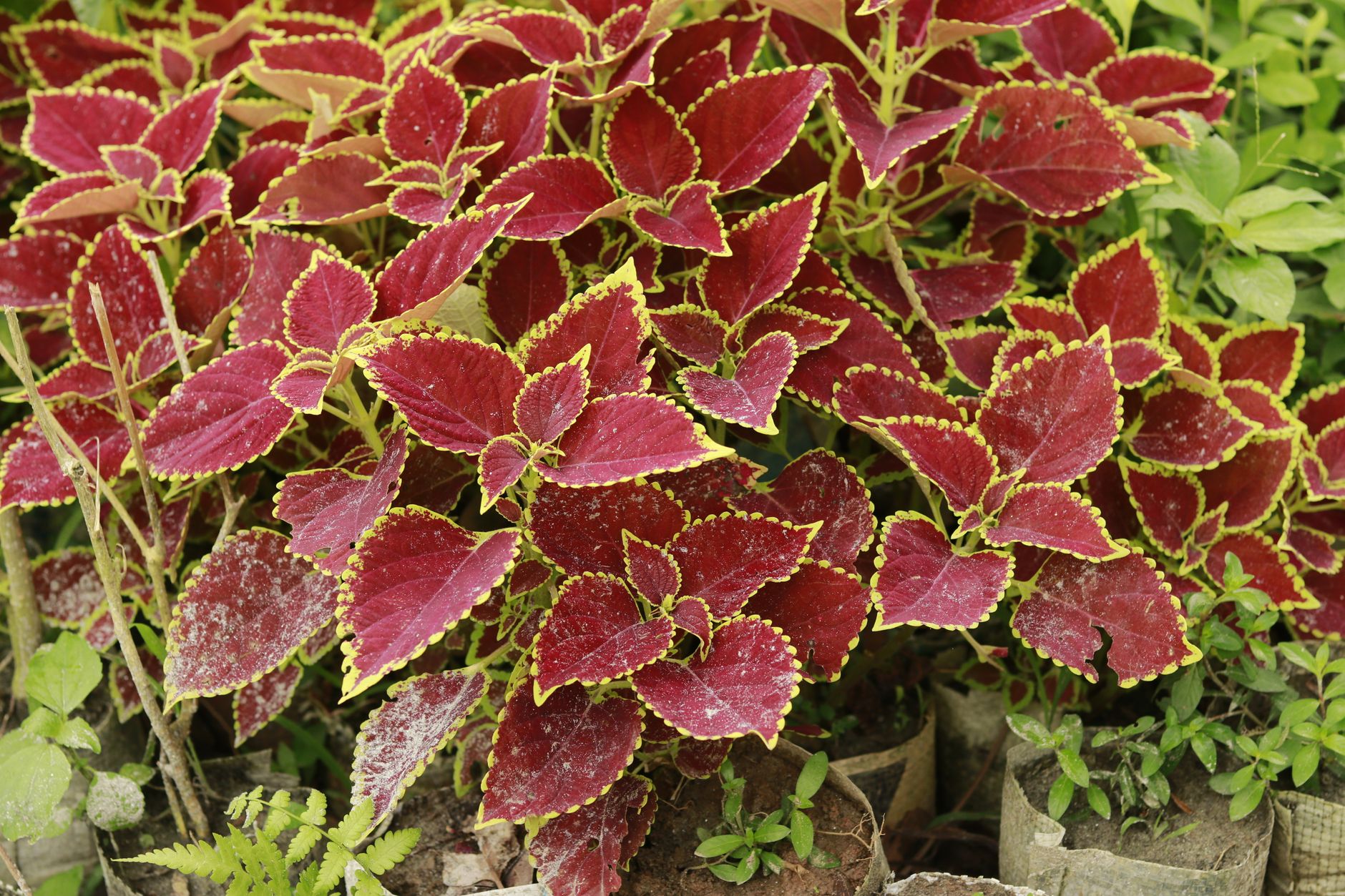 Coleus scutellarioides v kvetináči na svetlom stanovišti