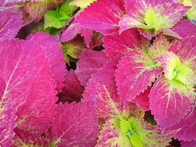 Starostlivosť o Coleus scutellarioides a jeho pestrofarebné listy