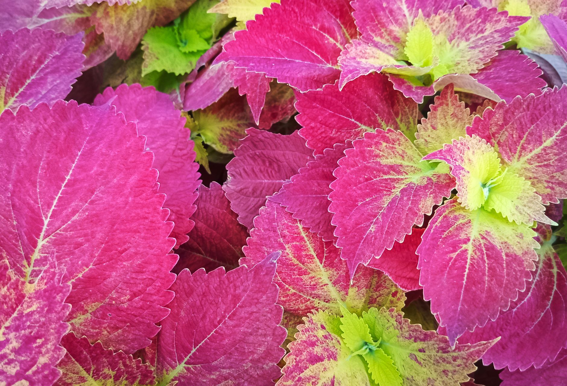 Starostlivosť o Coleus scutellarioides a jeho pestrofarebné listy