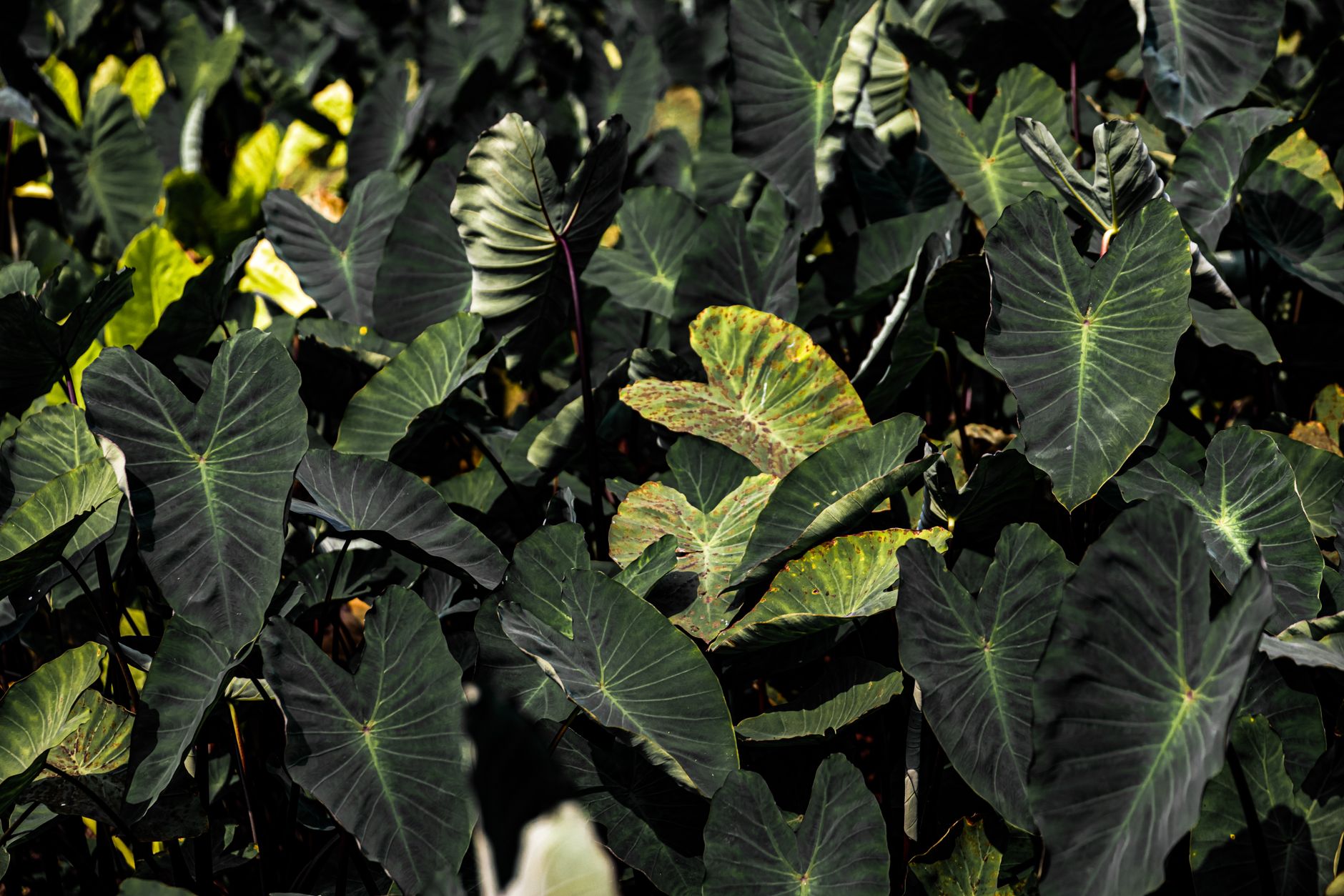 Detail srdcovitých listov rastliny Colocasia fallax