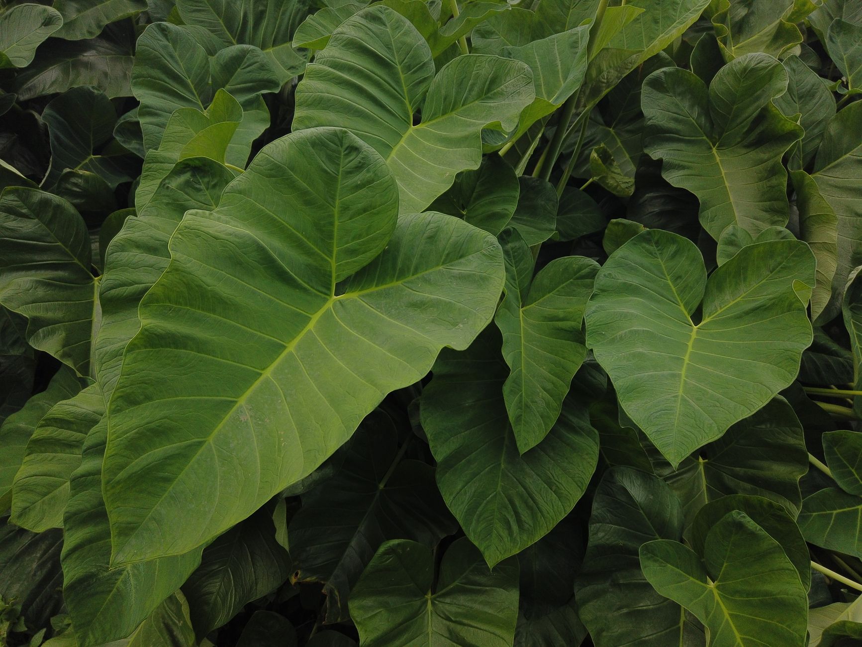 Colocasia fallax pestovaná v kvetináči v interiéri
