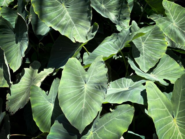 Starostlivosť o Colocasia fallax a detail jej striebristozelených listov