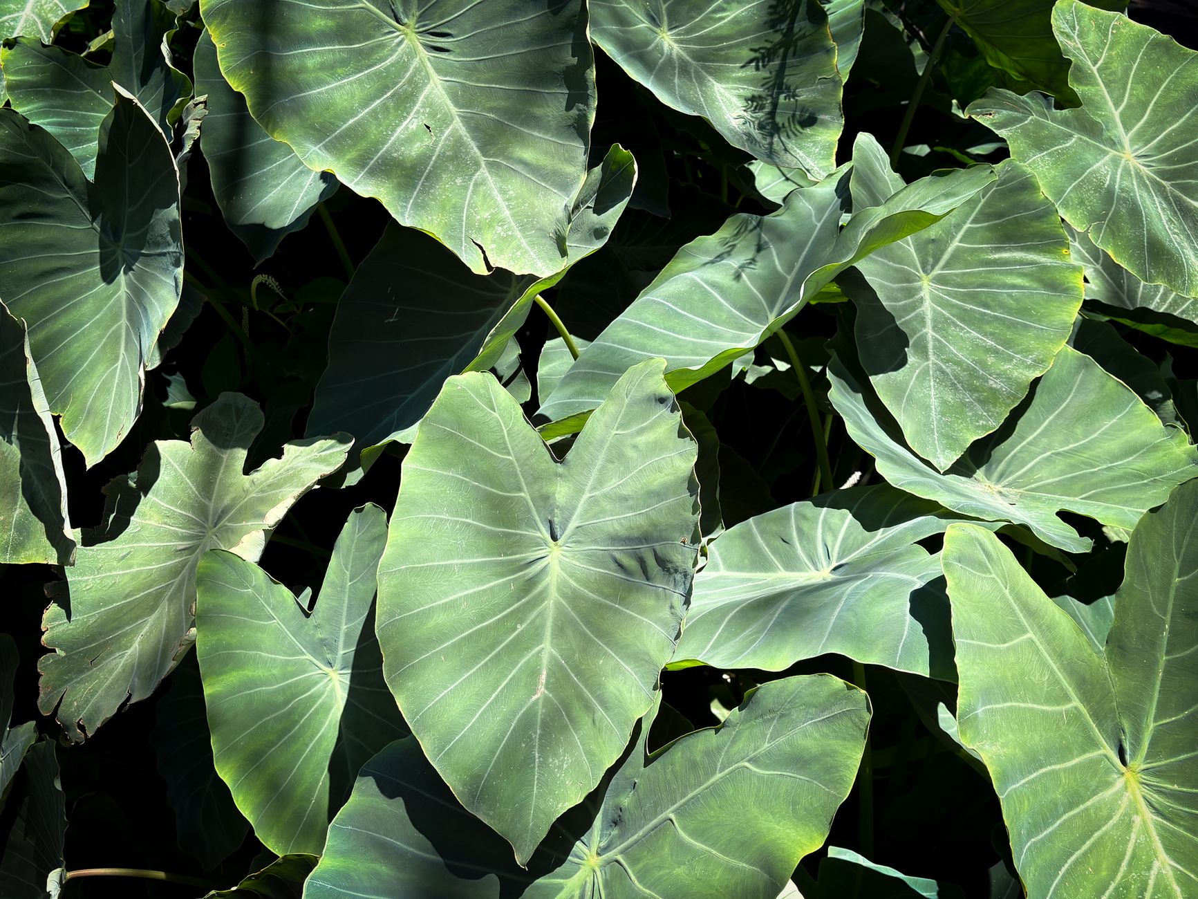 Starostlivosť o Colocasia fallax a detail jej striebristozelených listov