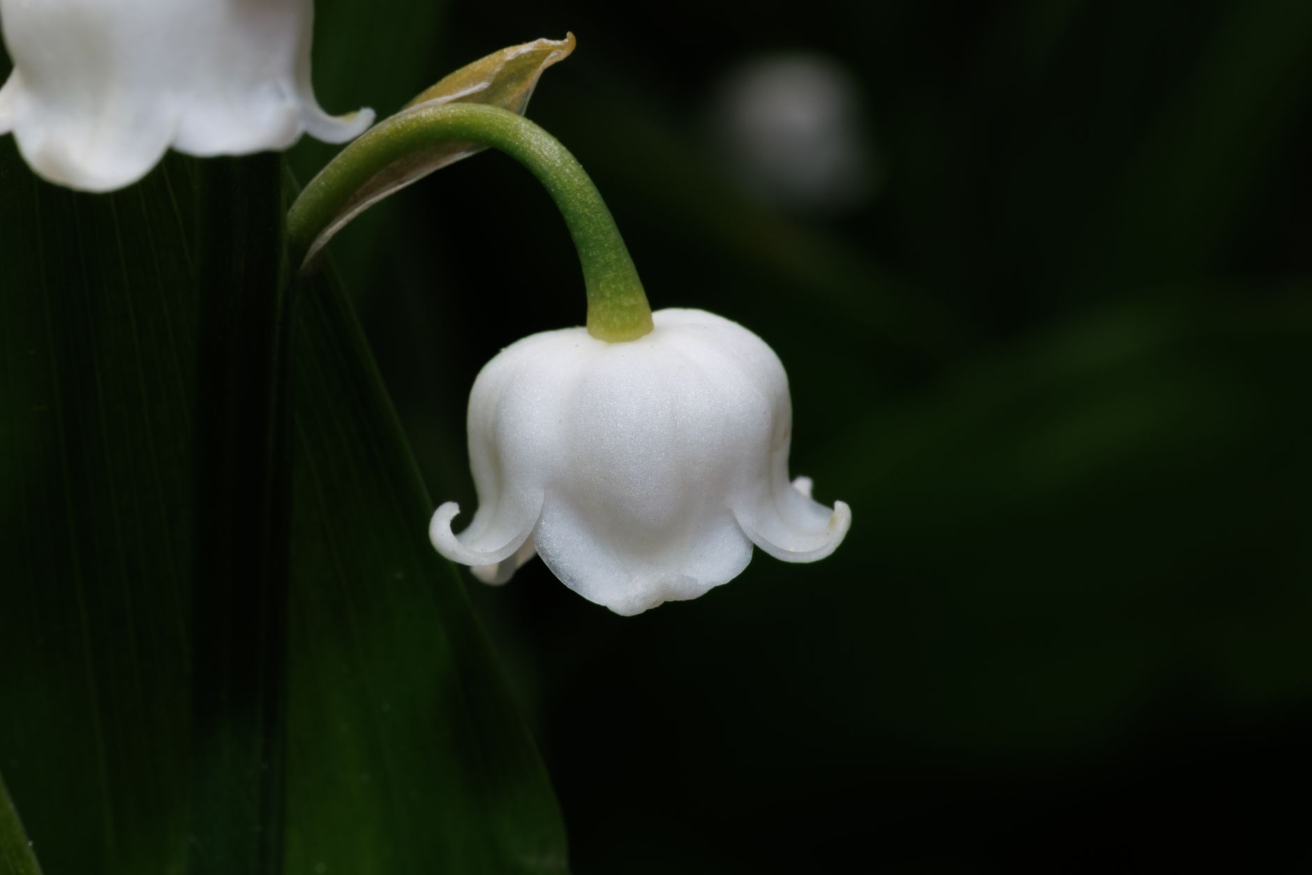 Starostlivosť o Convallaria majalis v záhradnom polotieni