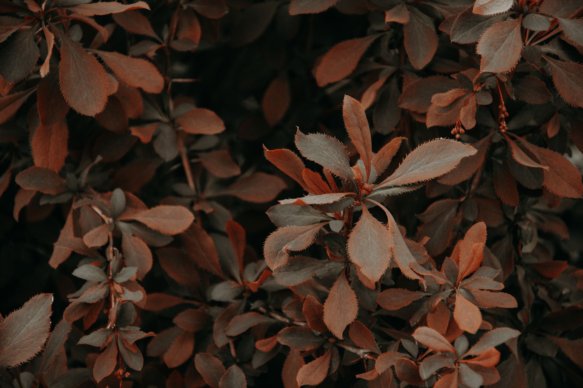 Detail drobných svetlozelených listov Coprosma granadensis