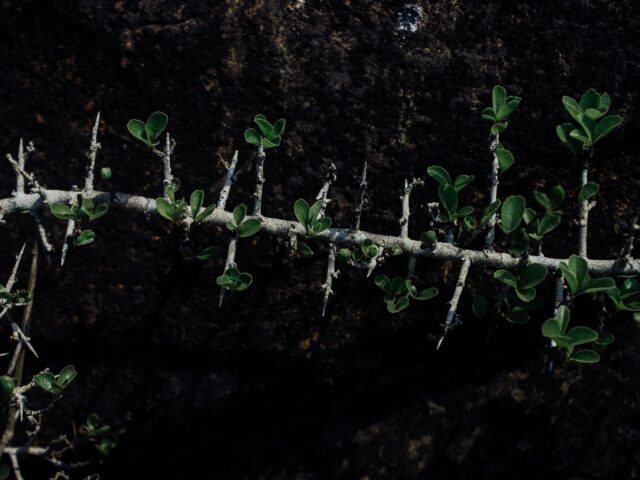 Coprosma granadensis pestovanie v malej nádobe