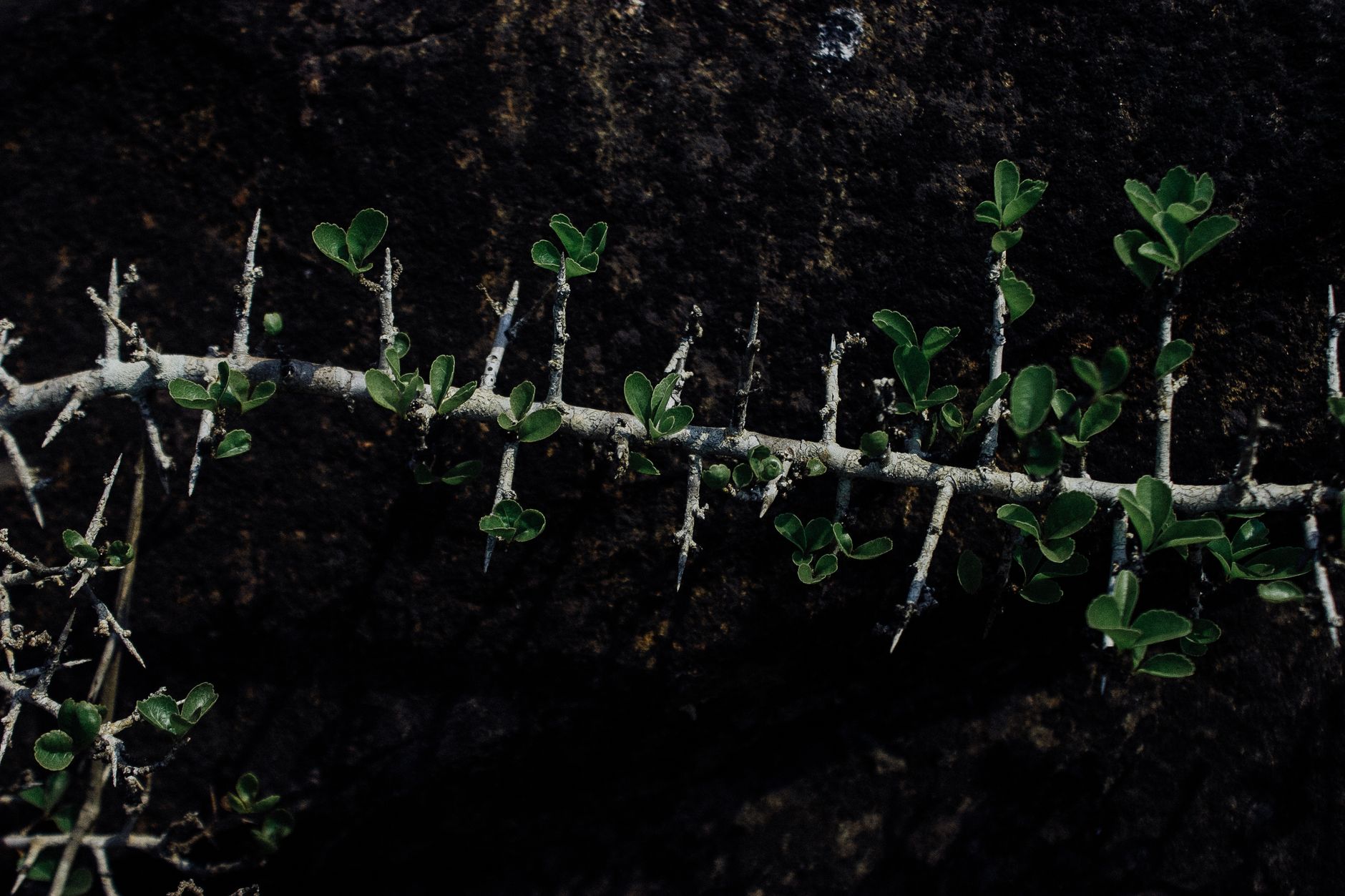 Coprosma granadensis pestovanie v malej nádobe