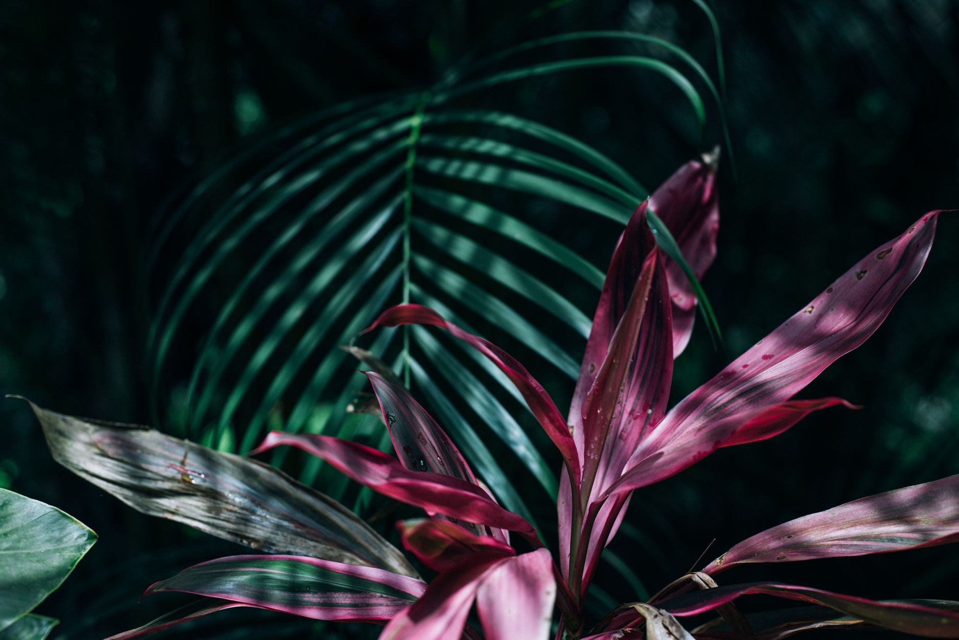 Cordyline fruticosa s farebnými listami v kvetináči