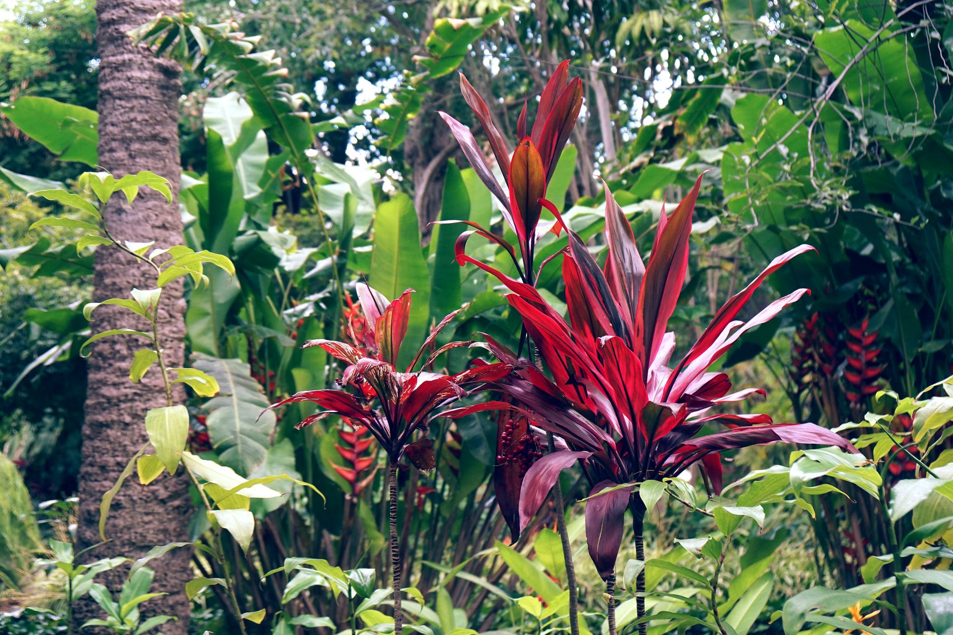 Detail listov rastliny Cordyline fruticosa