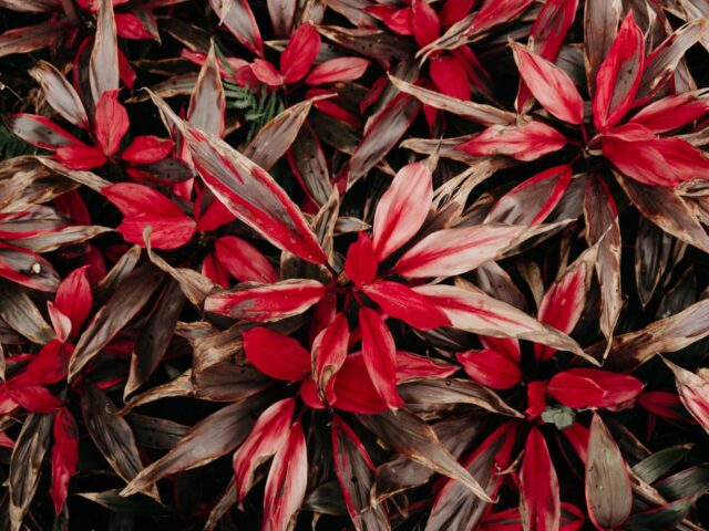 Starostlivosť o Cordyline fruticosa v interiéri