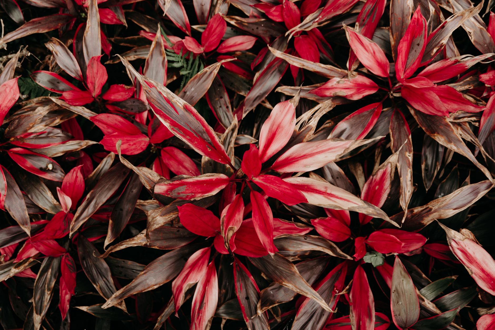 Starostlivosť o Cordyline fruticosa v interiéri