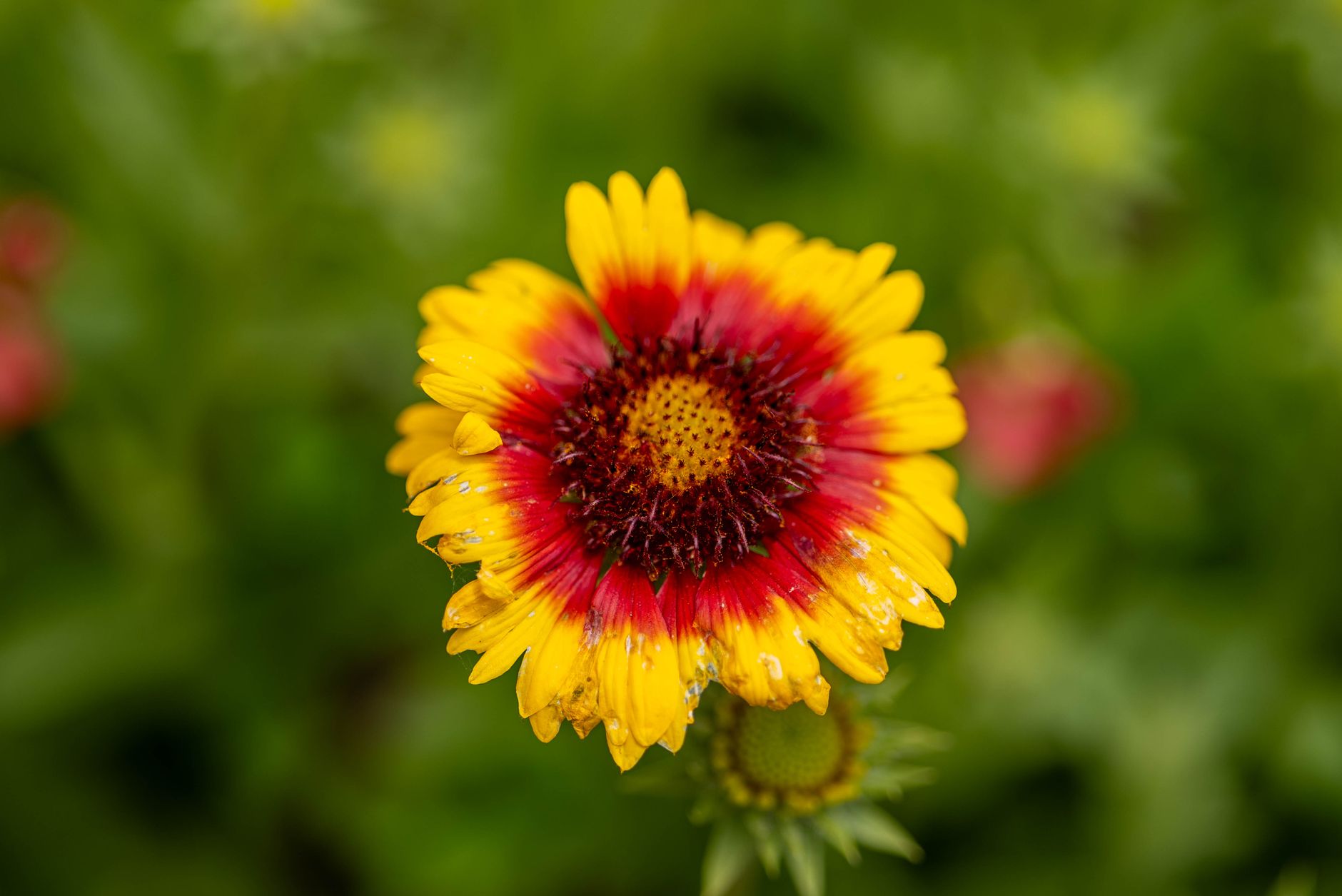Kvitnúca Gaillardia × grandiflora so žltými a červenými kvetmi