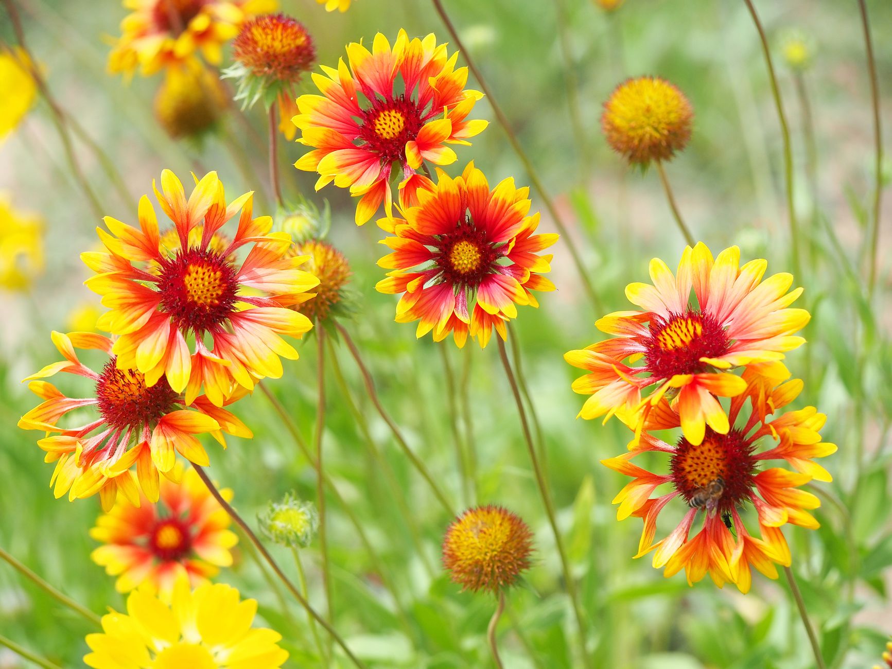 Detail kvetu Gaillardia × grandiflora podobného margaréte