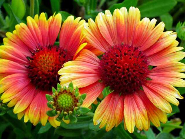 Starostlivosť o Gaillardia × grandiflora na slnečnom stanovišti