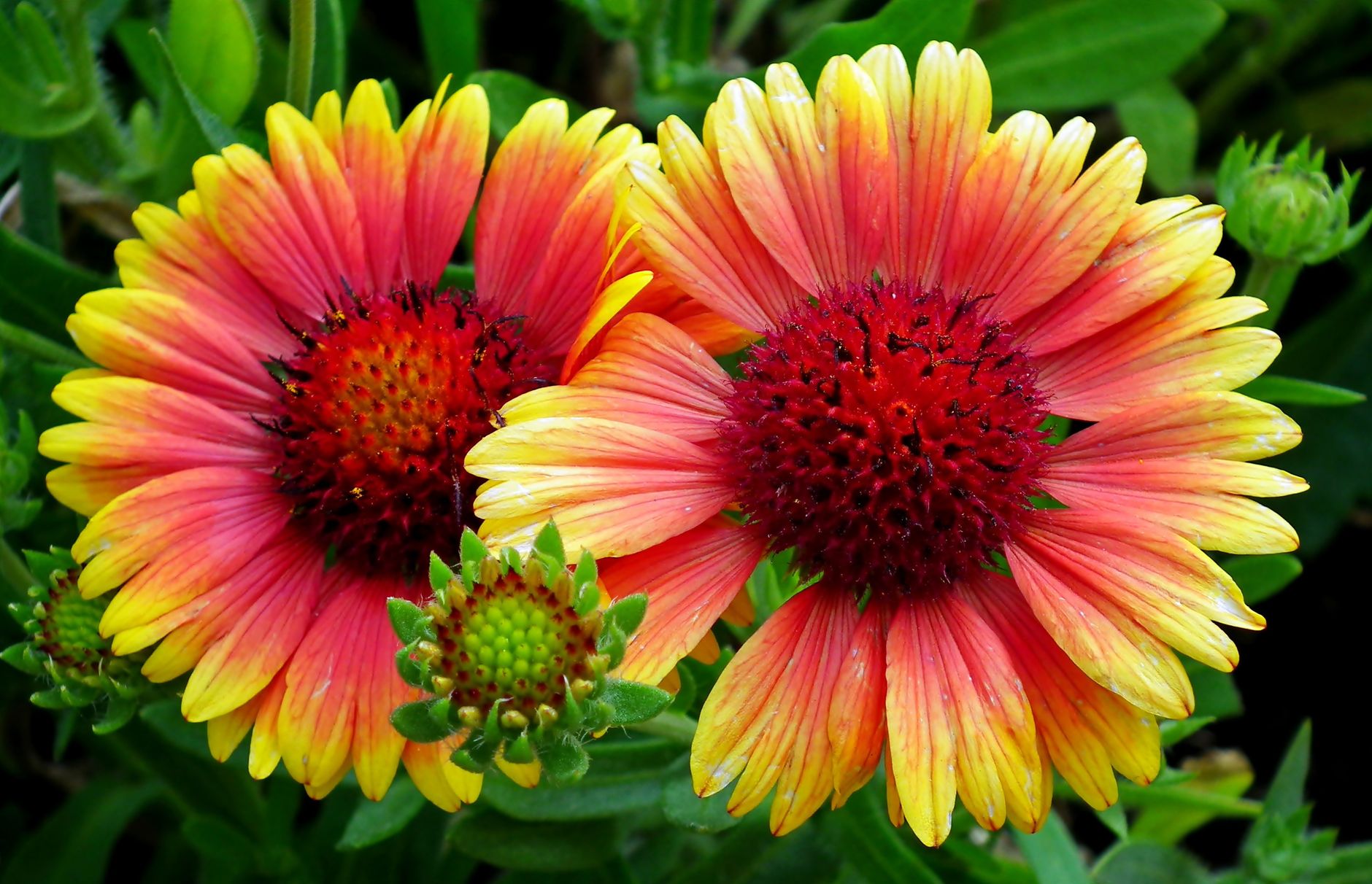Starostlivosť o Gaillardia × grandiflora na slnečnom stanovišti