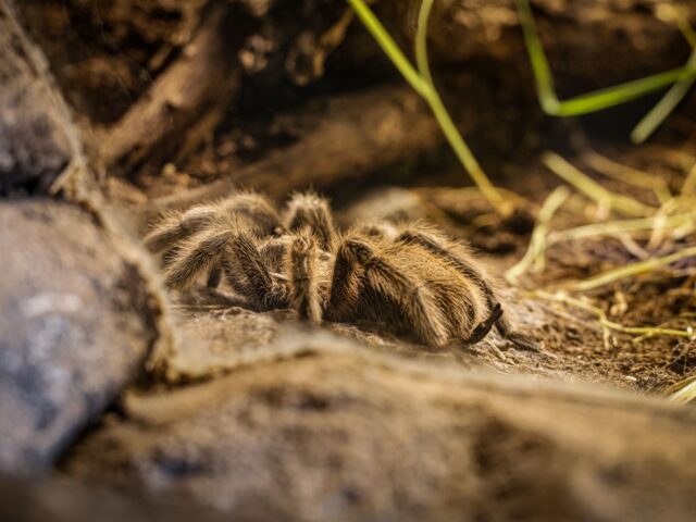 Starostlivosť o Kalanchoe 'Tarantula' – detail chlpatých listov