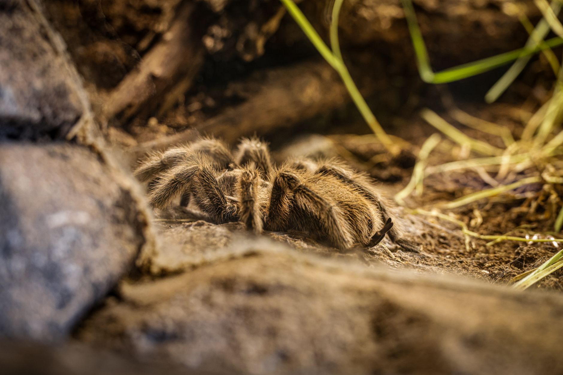 Starostlivosť o Kalanchoe 'Tarantula' – detail chlpatých listov