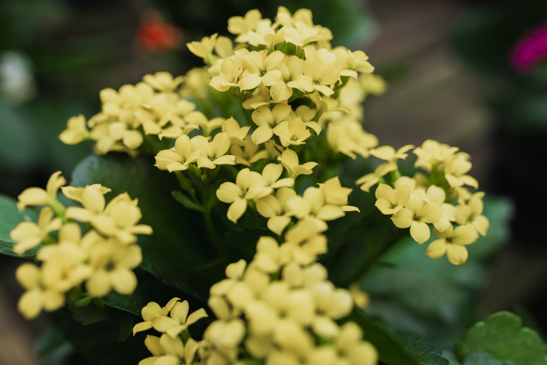 Detail listov a kvetov rastliny Kalanchoe blossfeldiana