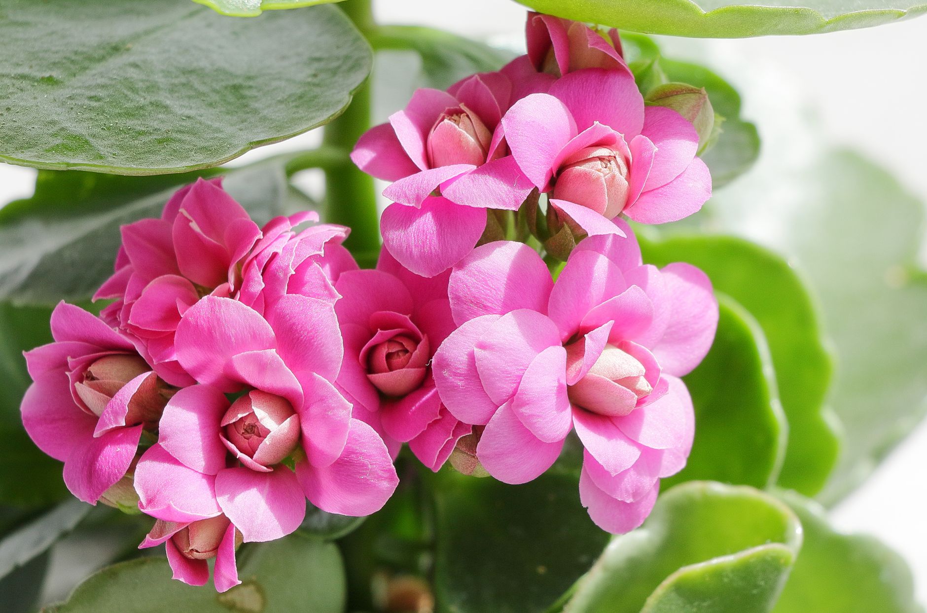 Kalanchoe blossfeldiana s červenými kvetmi v kvetináči
