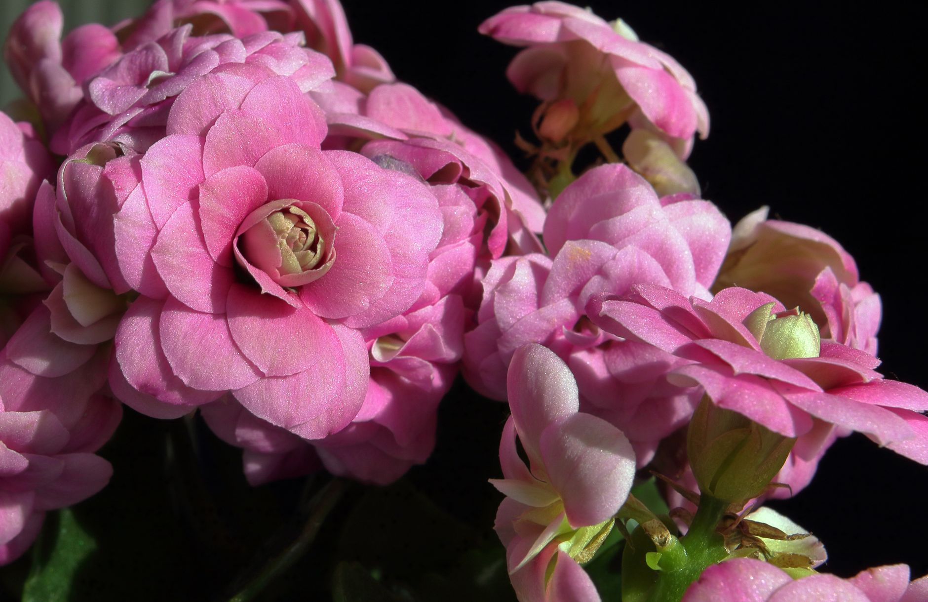Starostlivosť o Kalanchoe blossfeldiana v domácom pestovaní