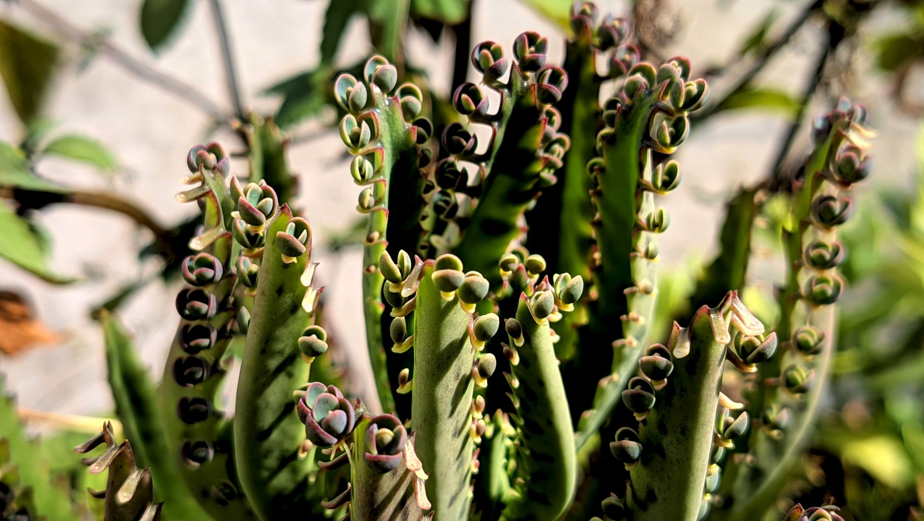 Detail listov rastliny Kalanchoe daigremontiana