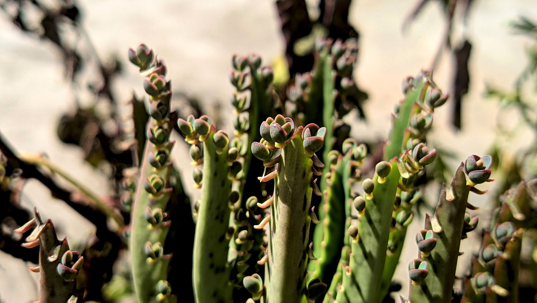 Kalanchoe daigremontiana v kvetináči na svetlom mieste