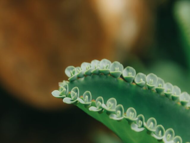 Starostlivosť o Kalanchoe daigremontiana v interiéri