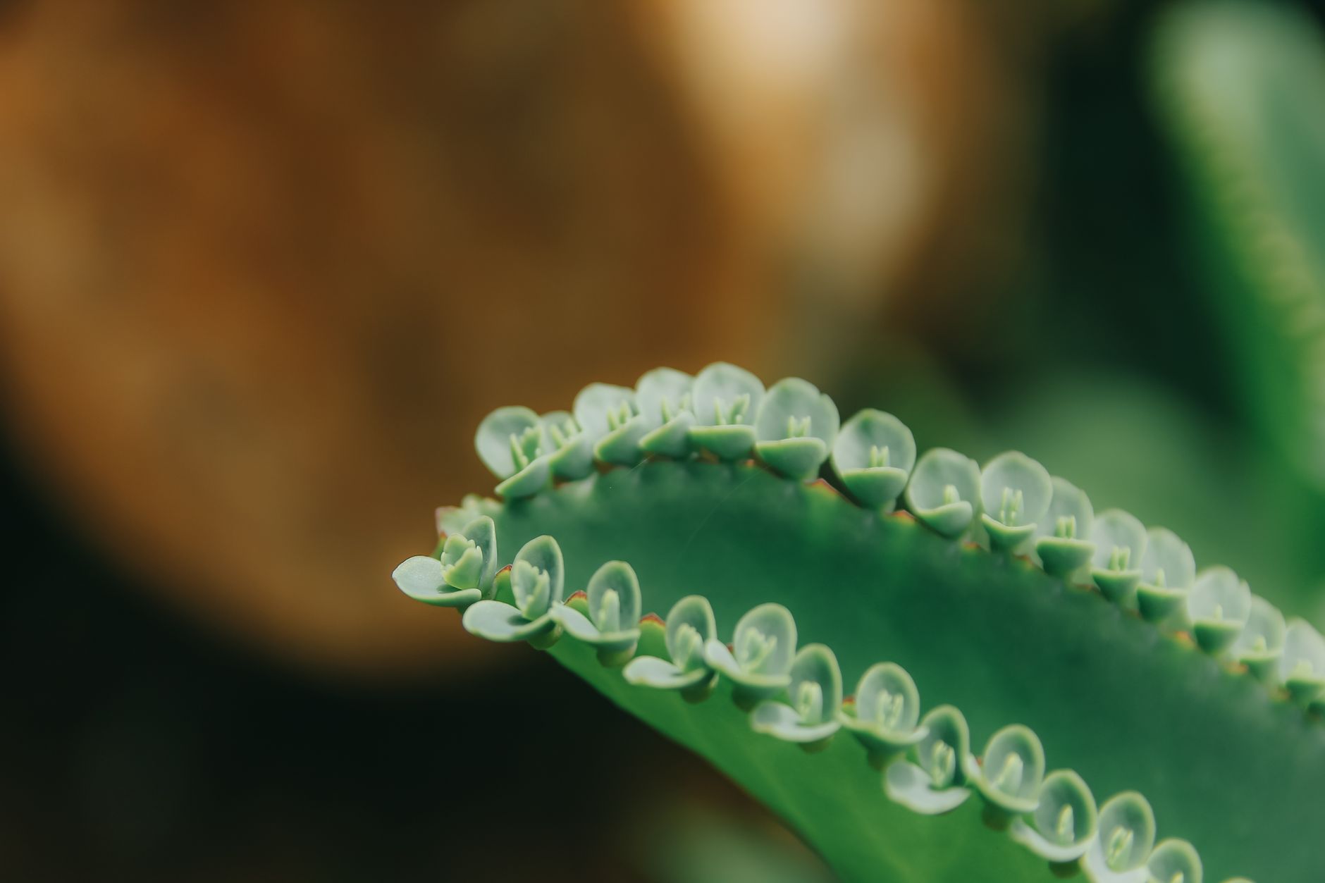 Starostlivosť o Kalanchoe daigremontiana v interiéri