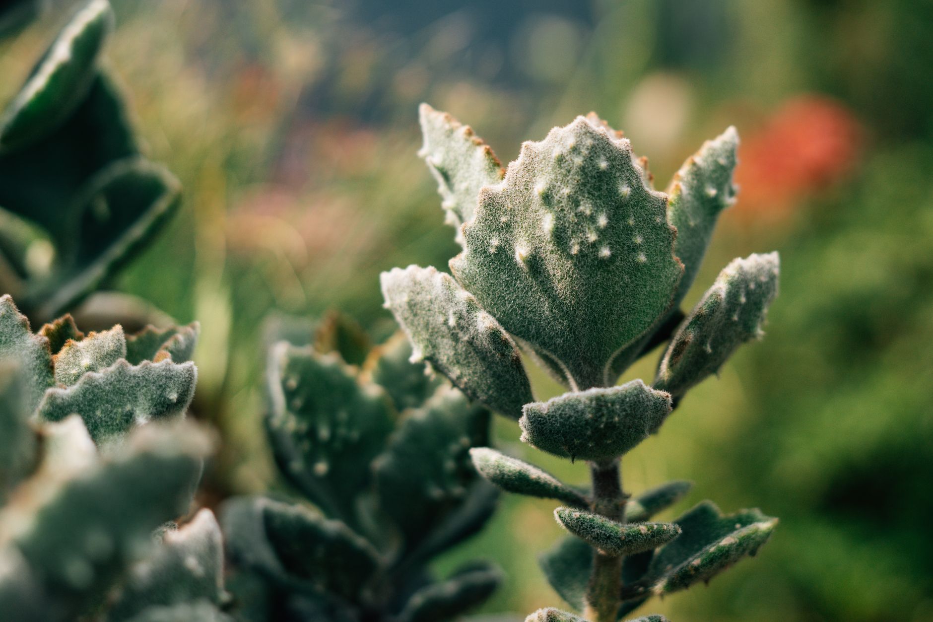 Veľké dužinaté listy rastliny Kalanchoe gastonis-bonnieri
