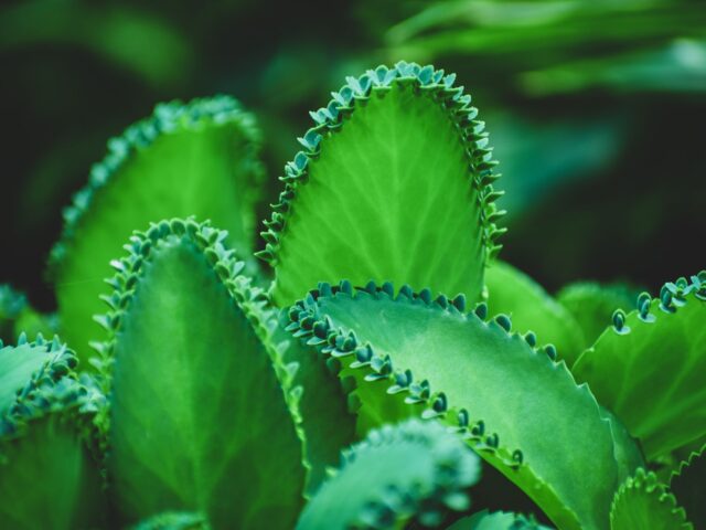 Starostlivosť o Kalanchoe gastonis-bonnieri na svetlom stanovišti