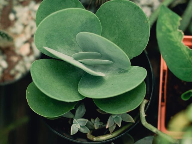 Starostlivosť o Kalanchoe manginii na svetlom stanovišti