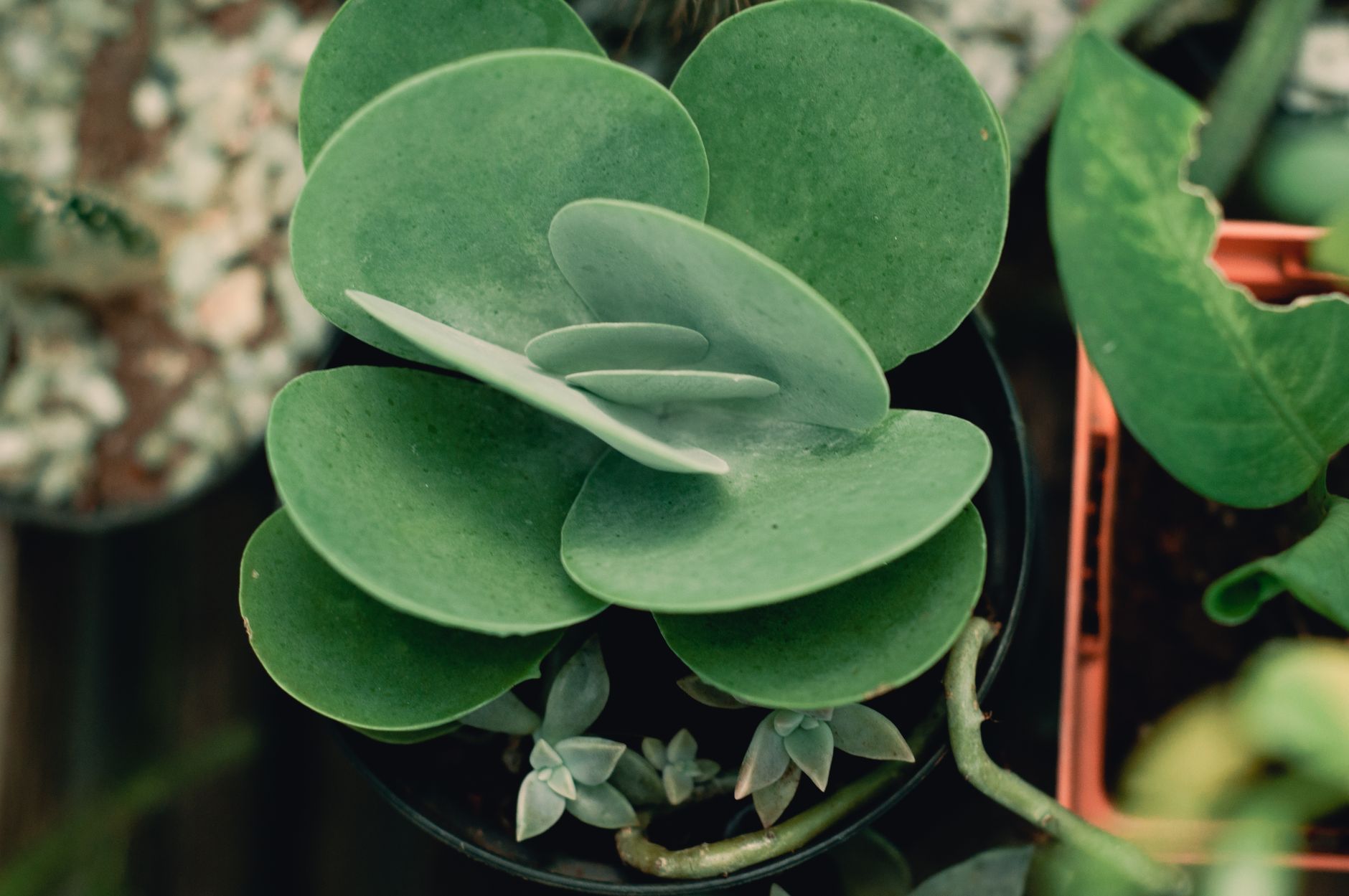 Starostlivosť o Kalanchoe manginii na svetlom stanovišti