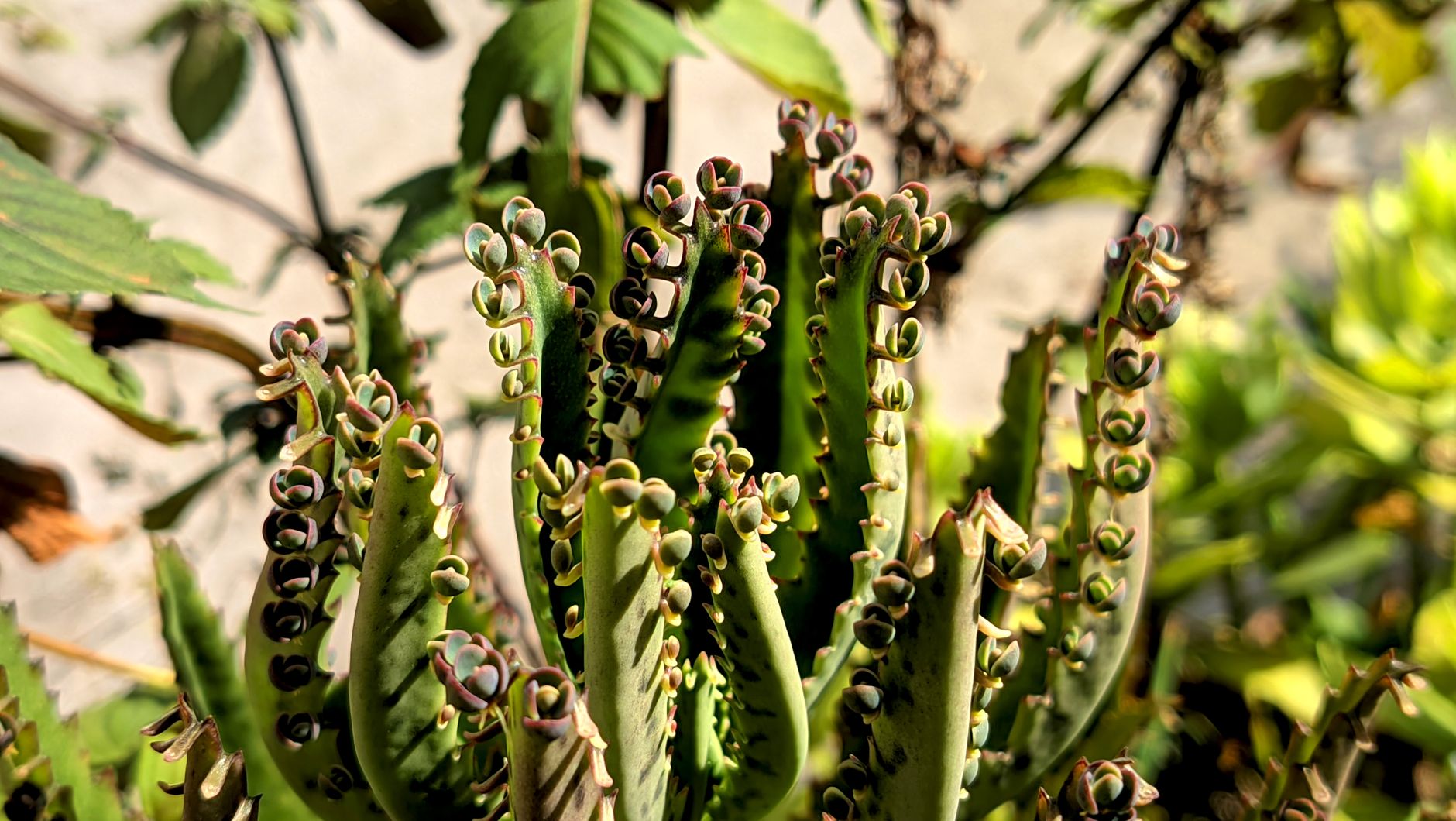 Kalanchoe pinnata v kvetináči pri pestovaní v interiéri