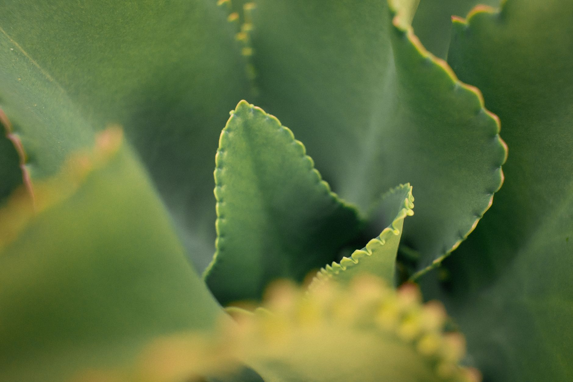Detail listov Kalanchoe pinnata s mladými rastlinkami na okrajoch