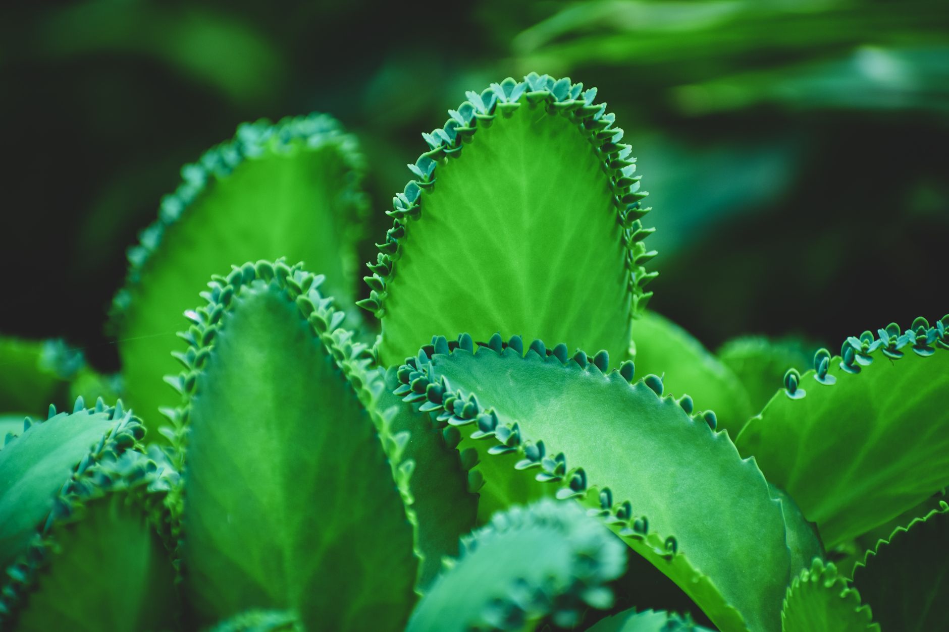 Starostlivosť o Kalanchoe pinnata na svetlom stanovišti