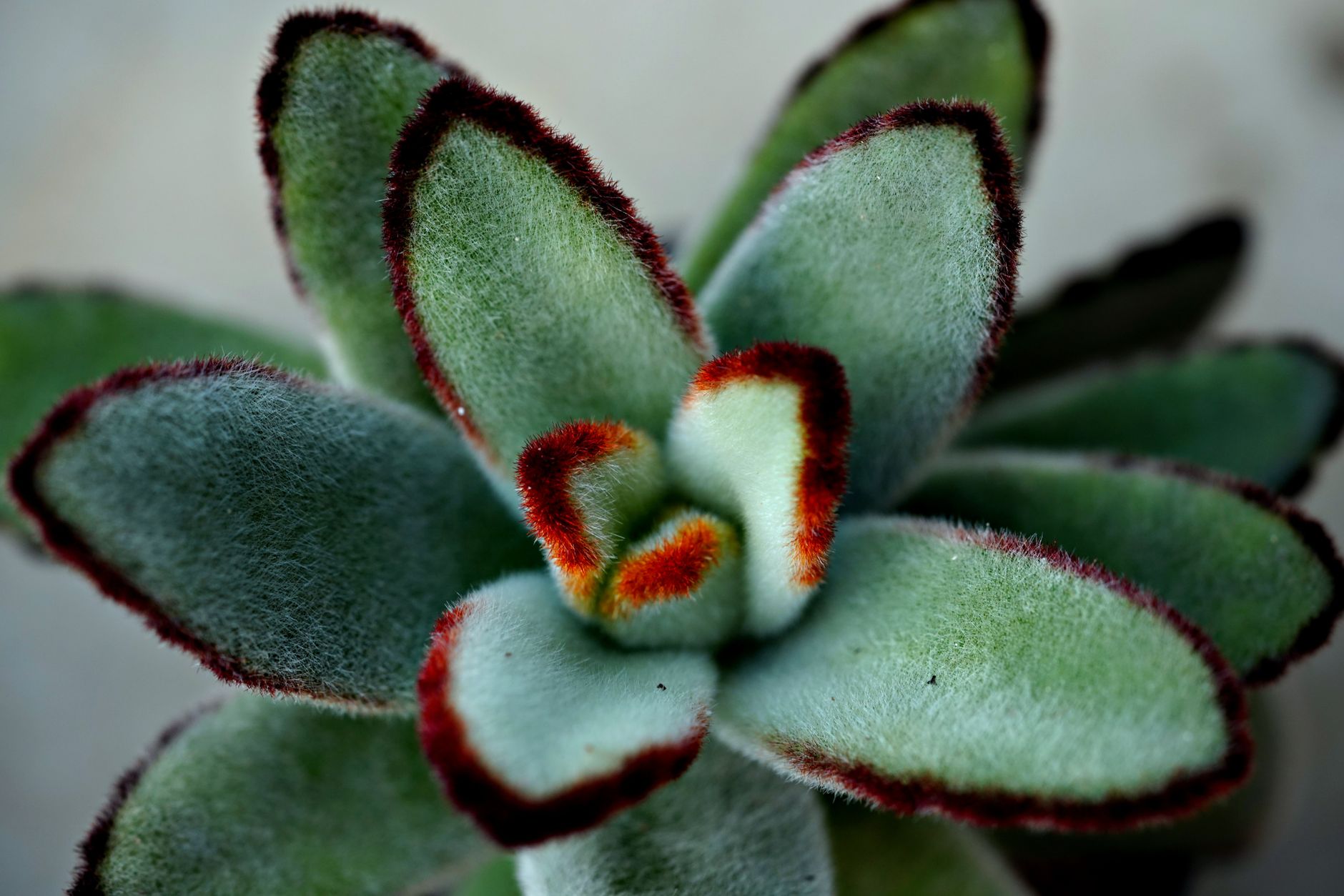 Kalanchoe tomentosa v kvetináči na svetlom mieste