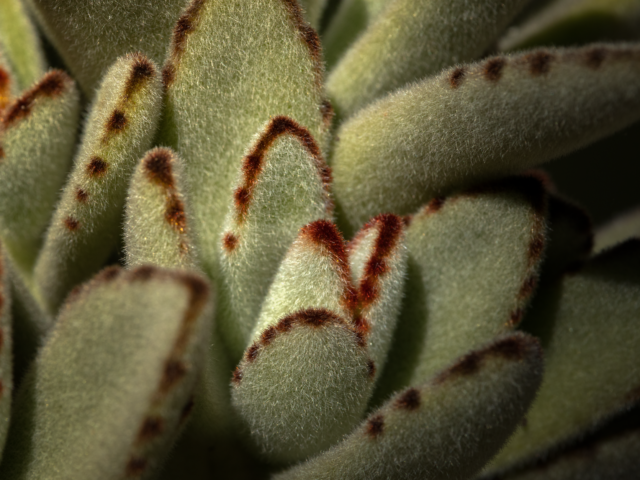 Starostlivosť o Kalanchoe tomentosa v bytových podmienkach