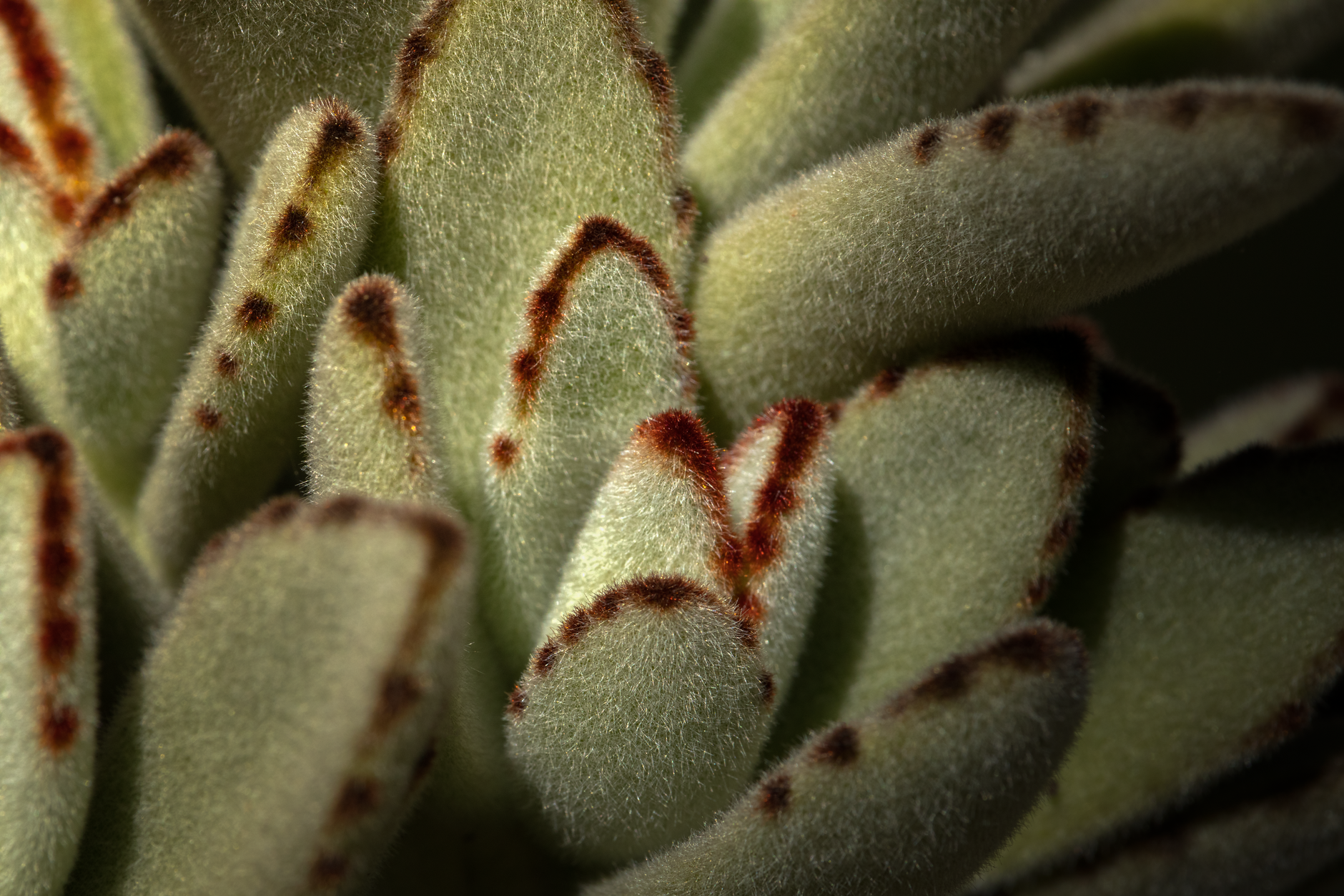 Starostlivosť o Kalanchoe tomentosa v bytových podmienkach