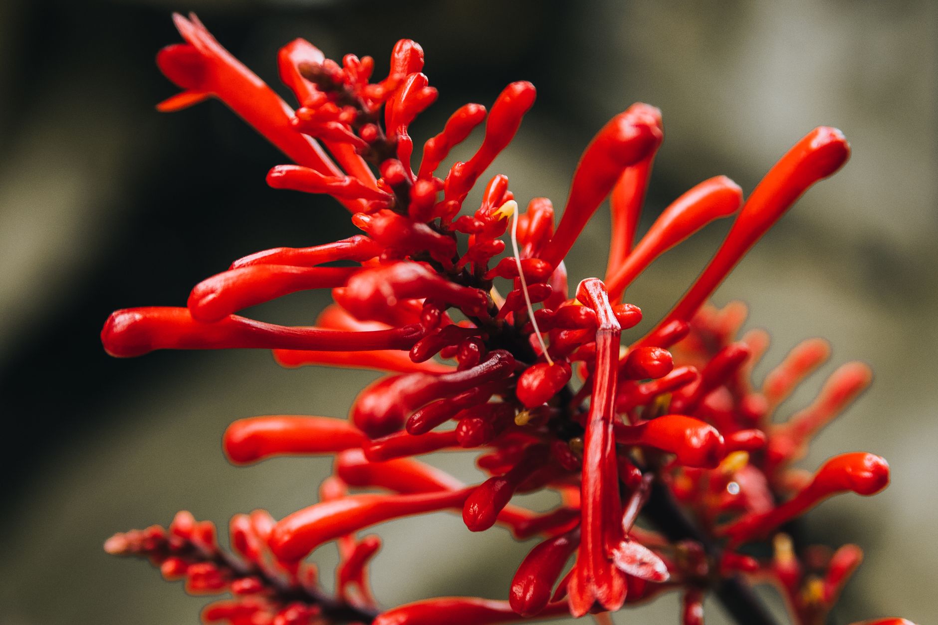 Kleinia fulgens so sivastozelenými valcovitými listami