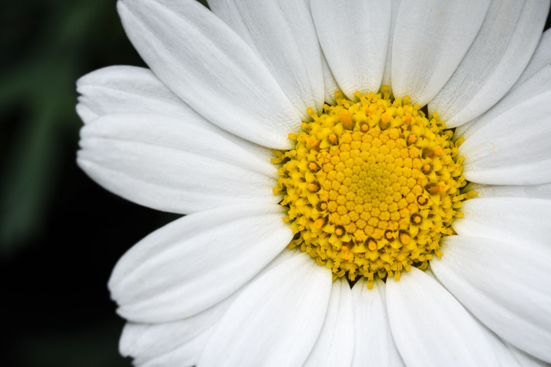 Detail kvetu Leucanthemum × superbum počas letného kvitnutia