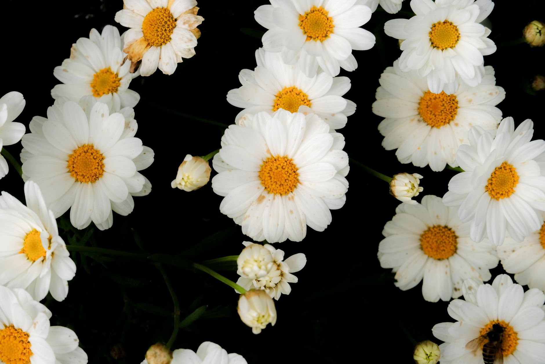 Kvitnúca Leucanthemum × superbum s veľkými bielymi kvetmi