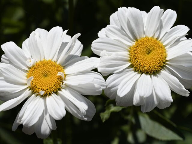Starostlivosť o Leucanthemum × superbum v záhradnom záhone