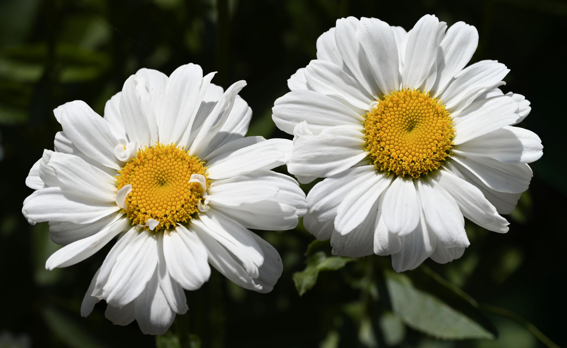 Starostlivosť o Leucanthemum × superbum v záhradnom záhone