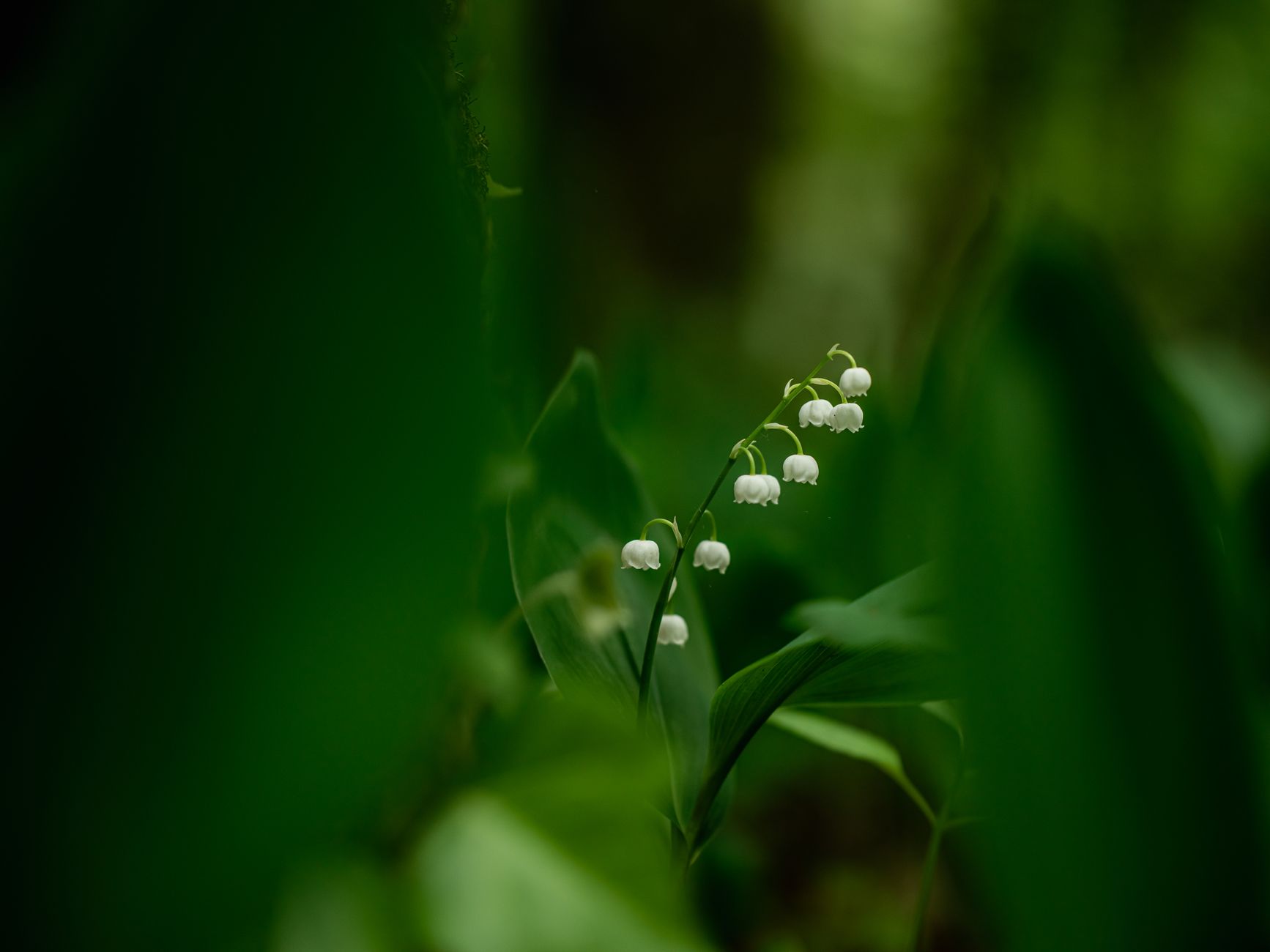 Listy a kvety Convallaria majalis počas jarného kvitnutia